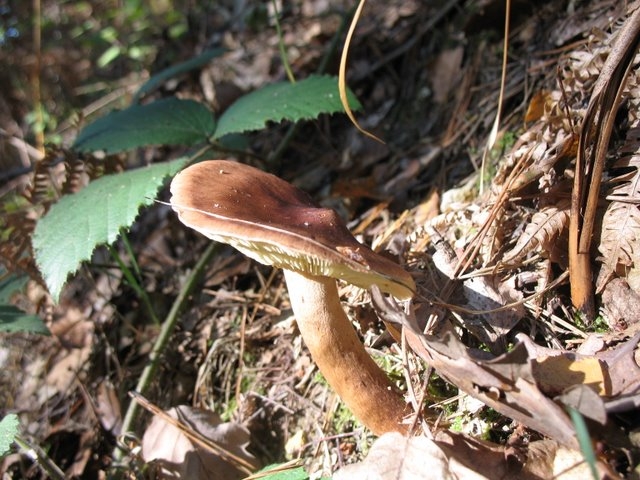 Tricholoma fulvum 002